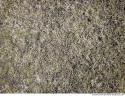 Photo Textures of Ground Grass